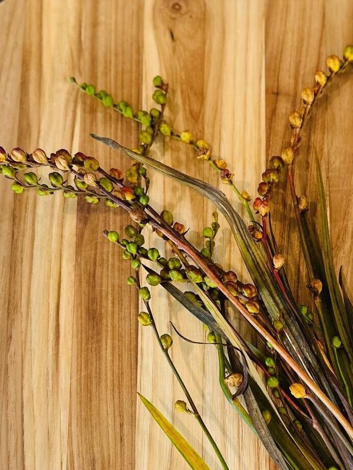 crocosmia buds