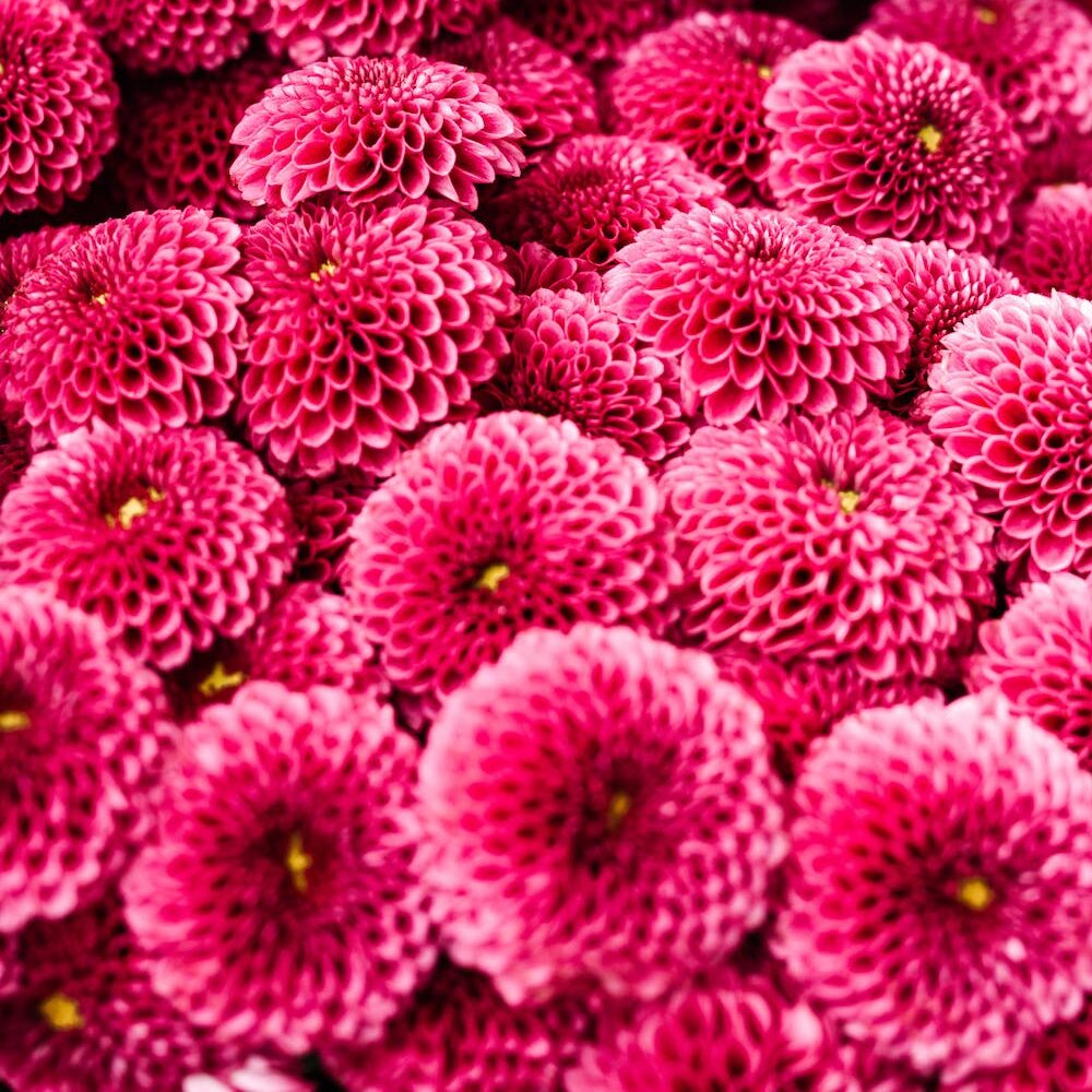 pink pompom mums