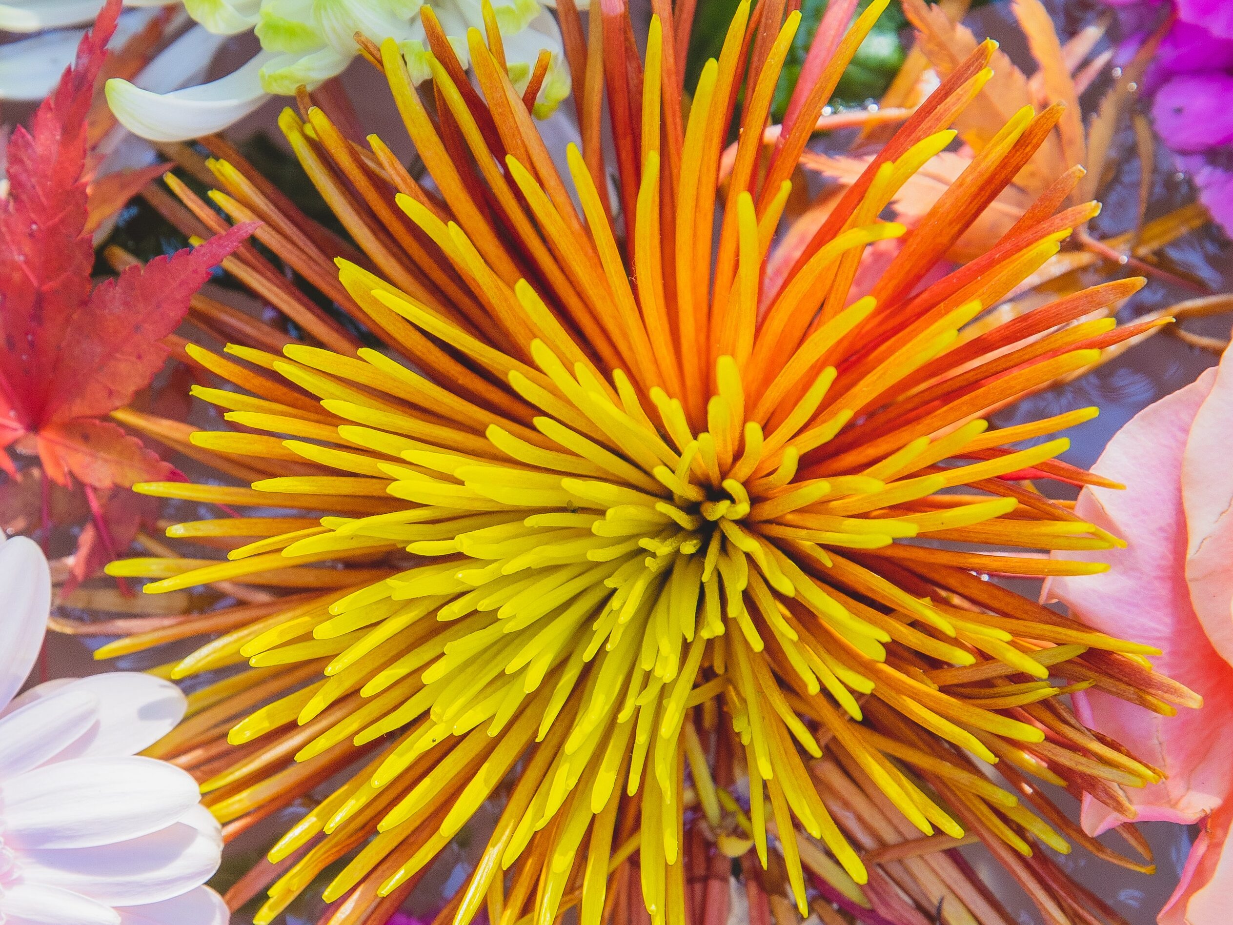 yellow orange quill chrysanthemum