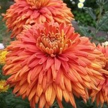 orange reflex chrysanthemum
