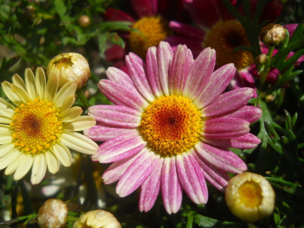 pink and yellow single mum