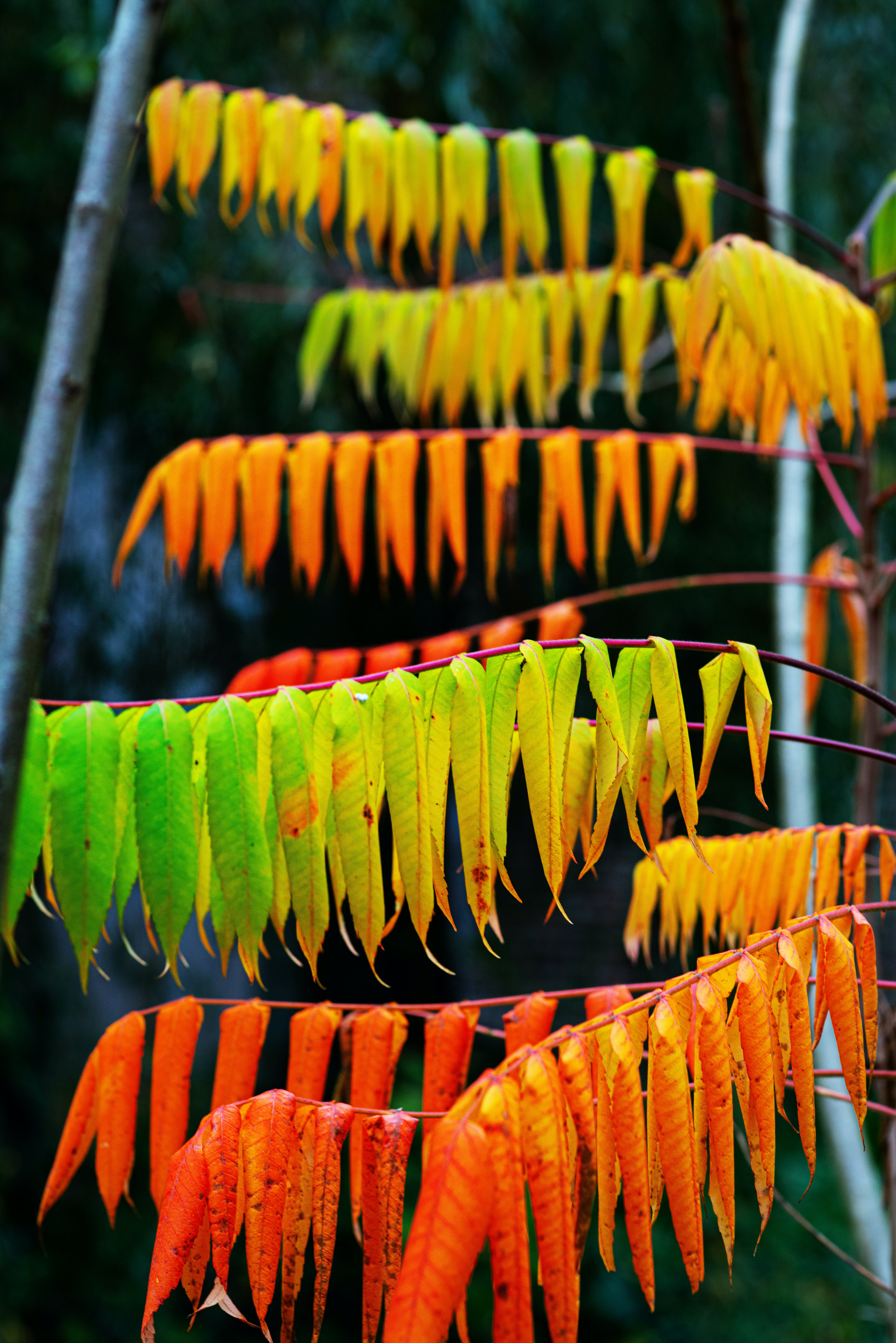 Vibrant autumn leaves