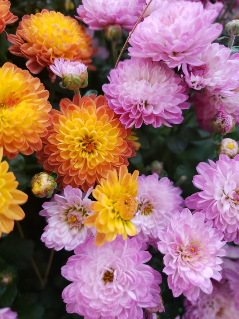 Orange and Pink Cushion Mums, Spring