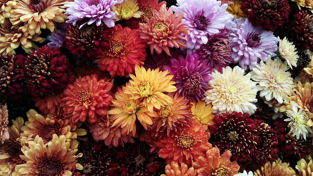 Various Chrysanthemums, Mum mix, yellow, purple, Cream, Pink, Orange