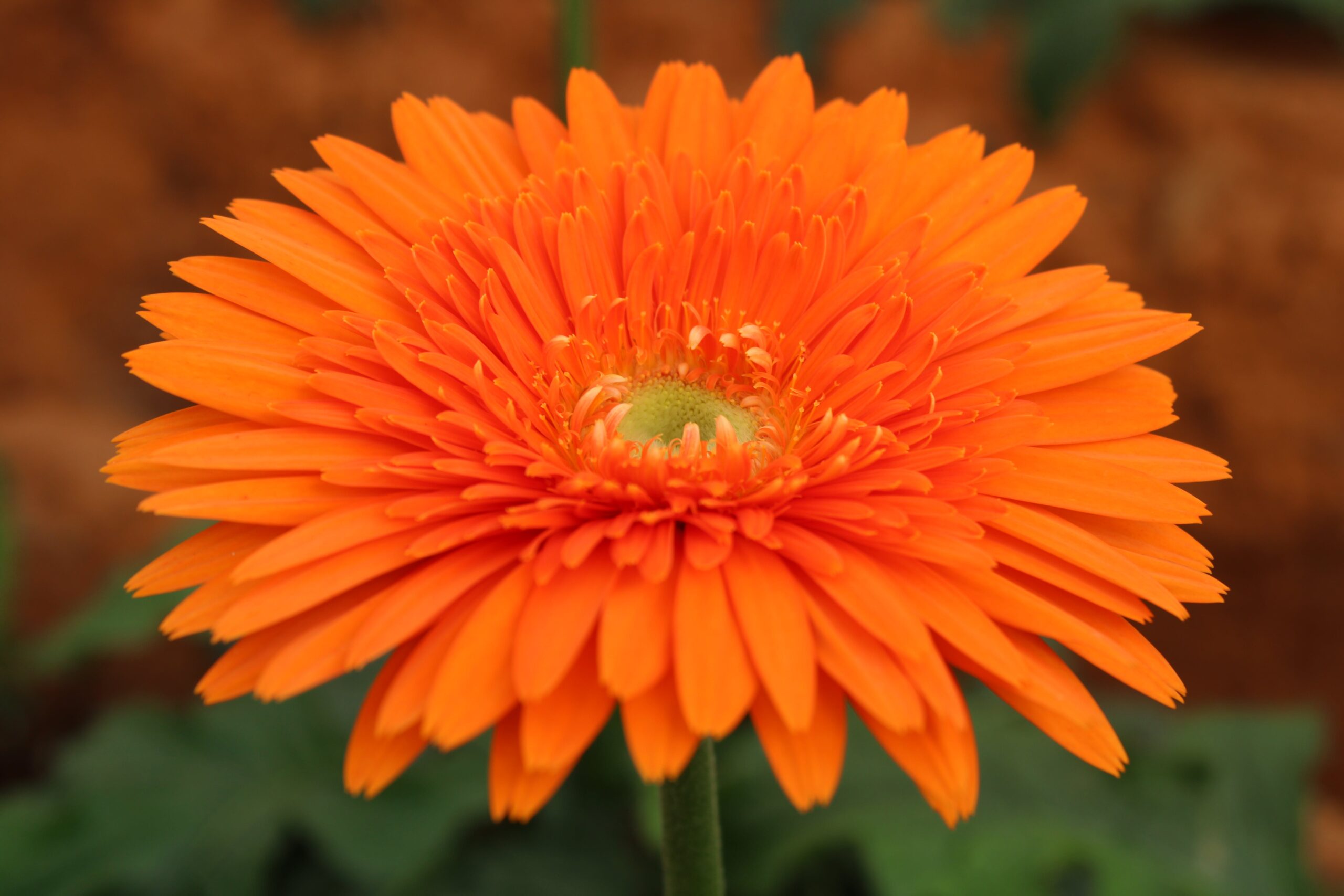 Orange Daisy