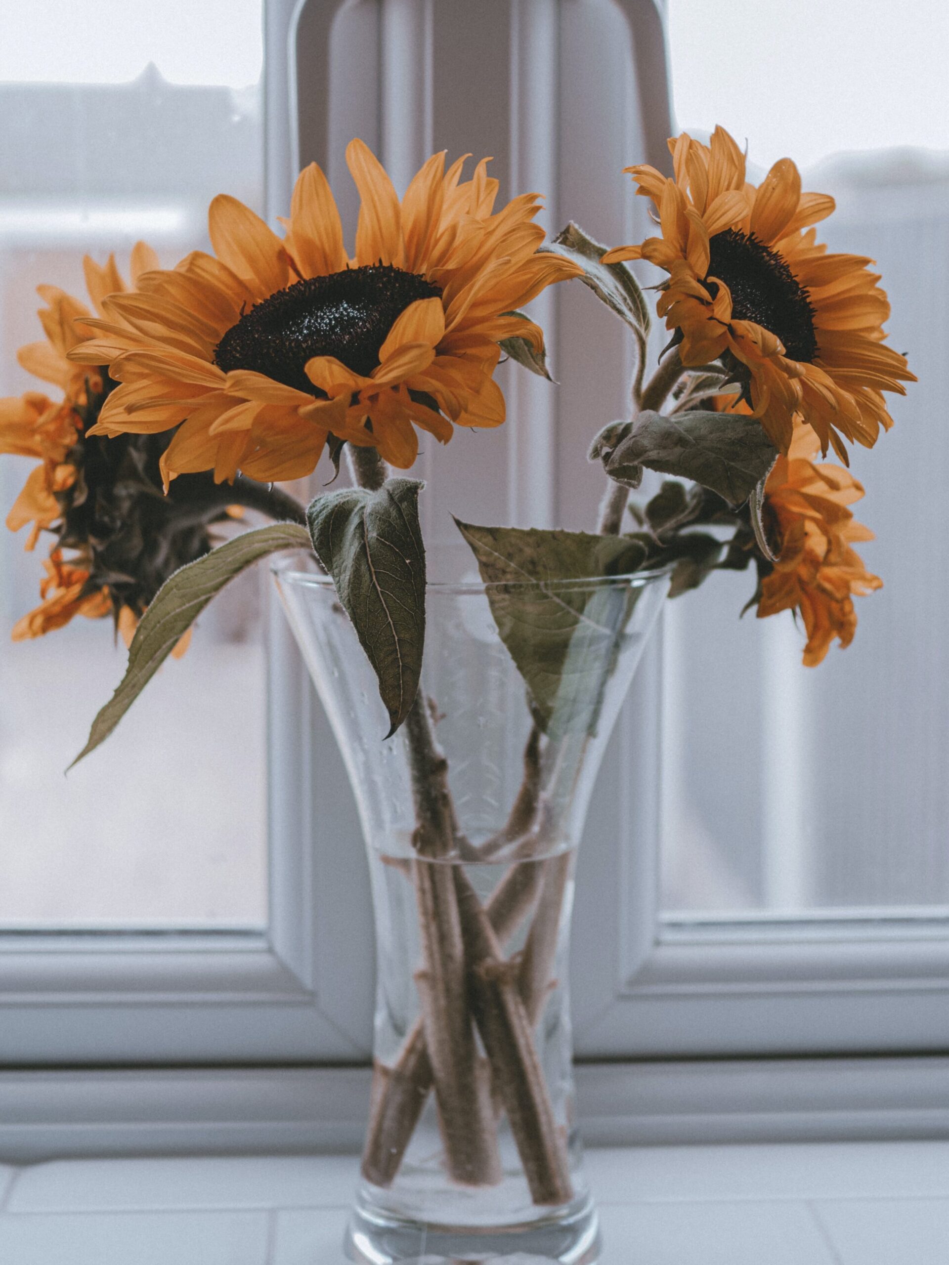 Sunflowers in tall vase