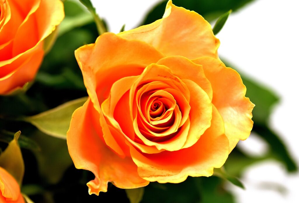 standard yellow rose