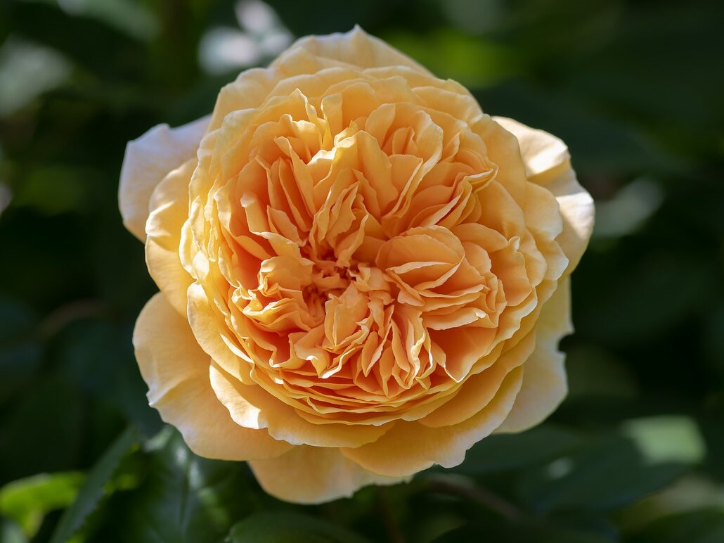 yellow garden rose