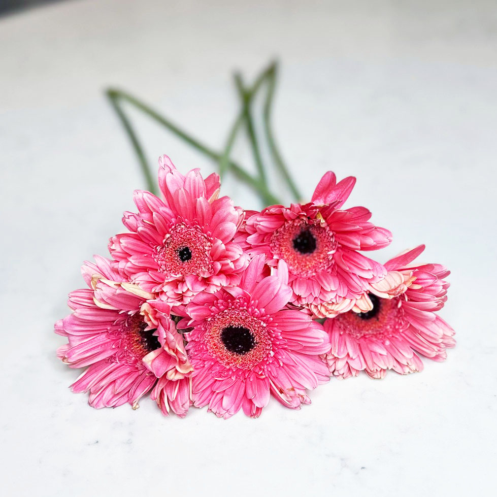 pink daisies