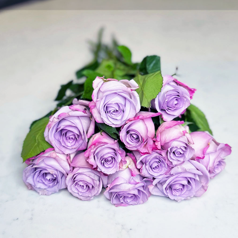 lavender roses