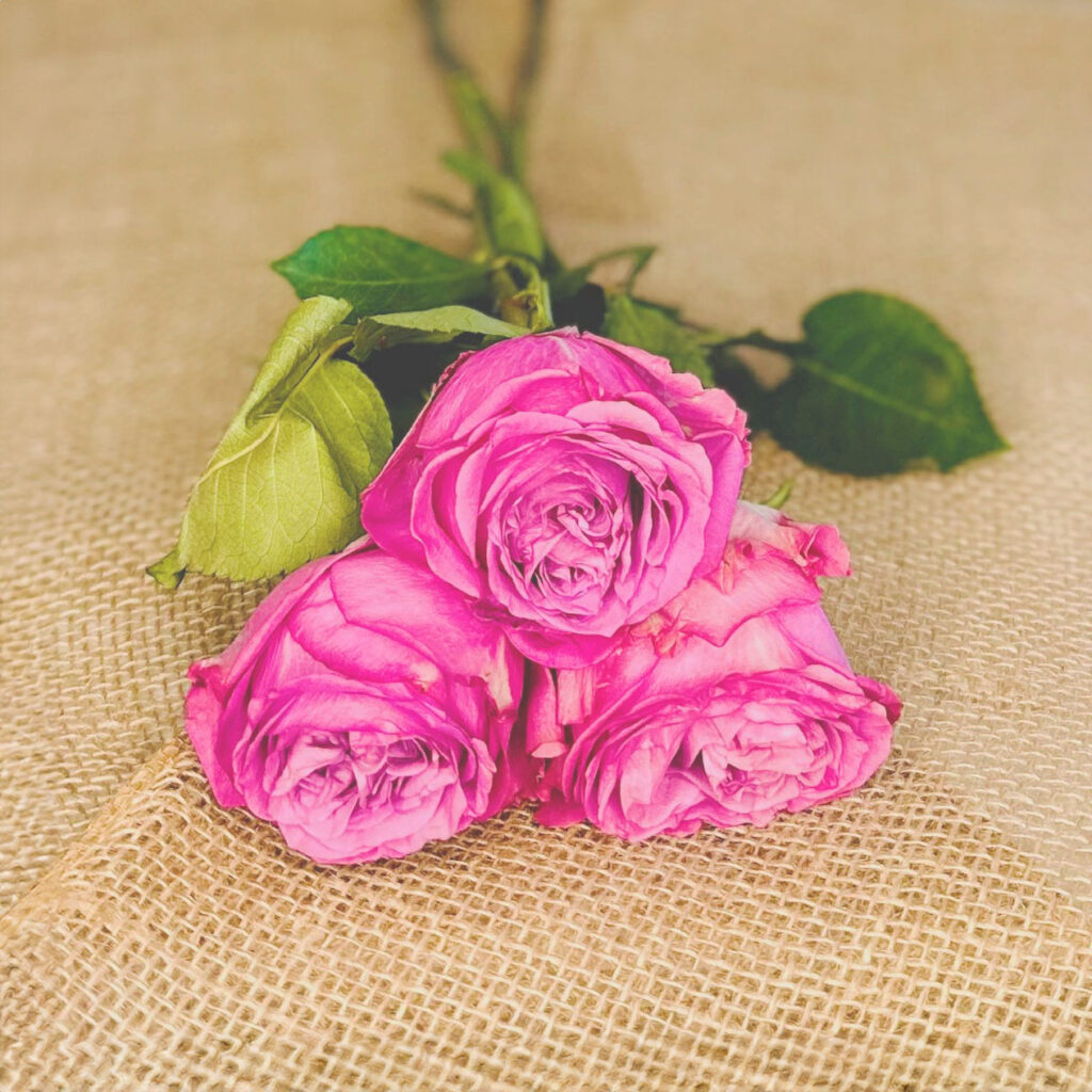 bunch pink garden roses