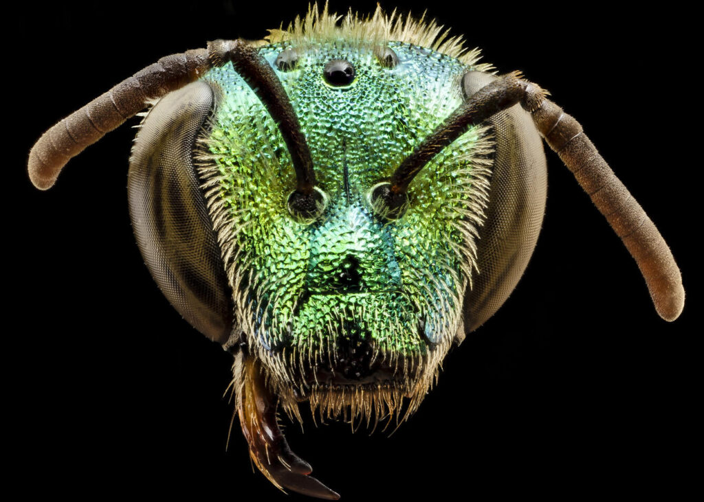 Green Bee (Agapostemon splendens, female) by USGS Bee Inventory and Monitoring Lab at the PHS 2024 Flower Show "It's Not Easy Being Green" female bee