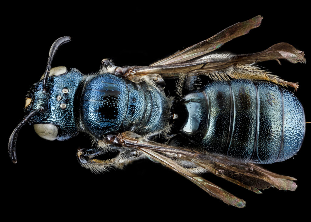 Close up photo "I'm Blue, Da Ba Bee" (Ceratina dupla,) female bee by USGS Interagency Bee Lab at the PHS 2024 Flower Show