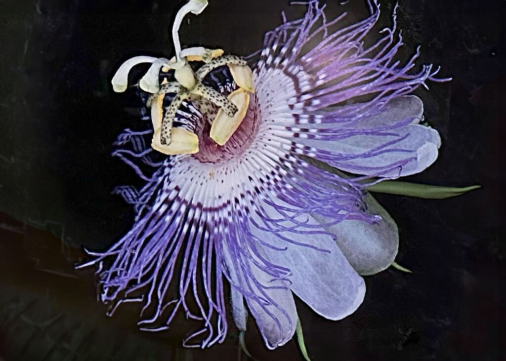 Close up photos of Purple Passionflower (Passiflora incarnata) at the PHS 2024 Flower Show "Queen Elizabeths Crown" passionflower that supports pollinators