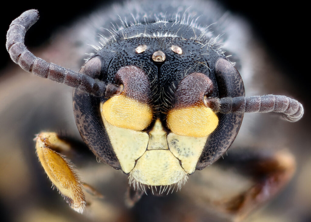 Close up photo "Brows-ing for Ladies," (Hylaeus basalis,) male bee by USGS