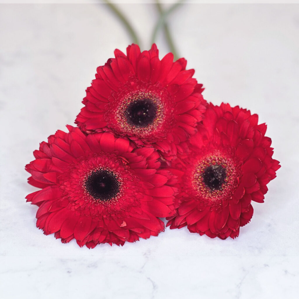 Red Daisies, 4th of July flower arrangement, fourth of July flowers, patriotic bouquet, home decor, 4th of July decoration, vivid colors