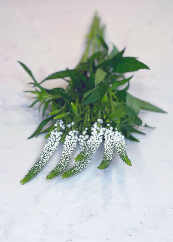 White Veronica, holiday veronica, flower arrangement, 4th of July flowers, Flower arrangement for fourth of July