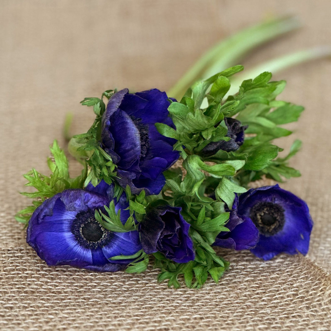 Blue anemone, windflower, deep blue flower, flower arranging