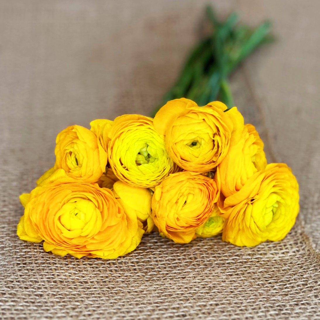 Yellow Ranunculus, orange ranunculus, bright colorful flowers, floral arranging