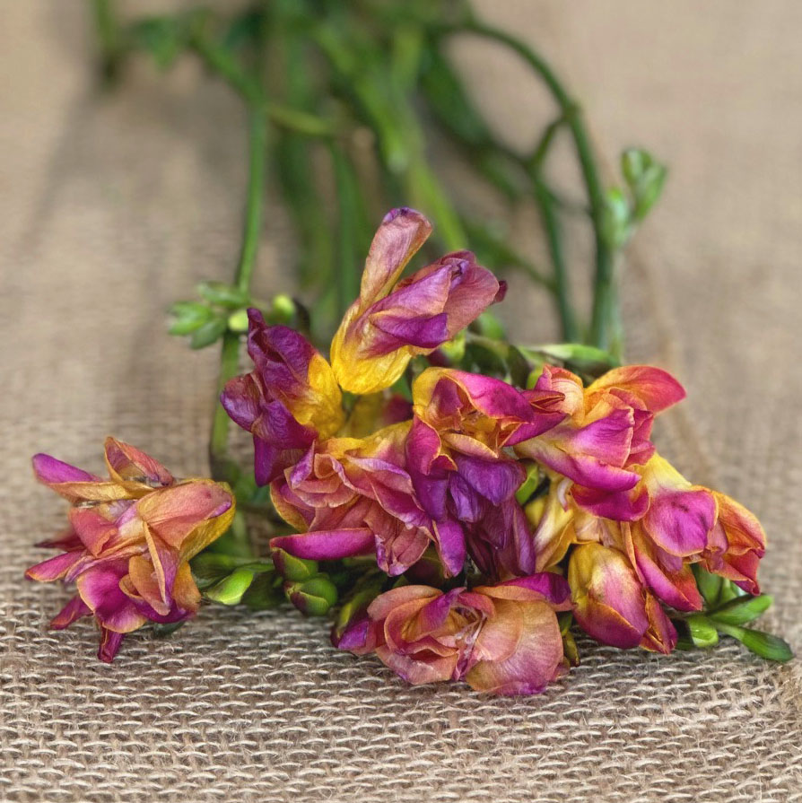 Pink and yellow Freesia, fragrant flowers, bright colorful flower arrangement, floral arranging