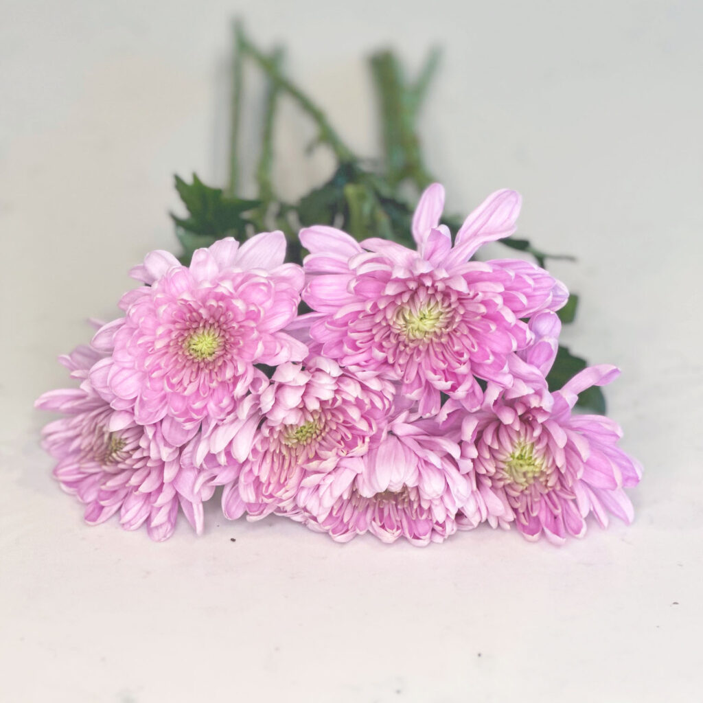 Pink/purple mums, Chrysanthemums, summer and spring, everyday bouquets, bright and cheerful. beautiful flowers