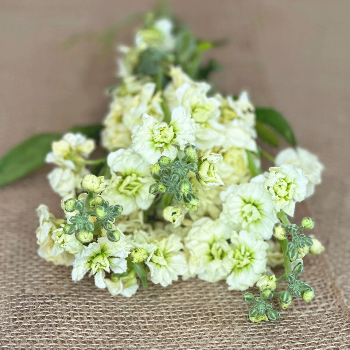 White flowers, white stock flowers, White Tenweeks flowers